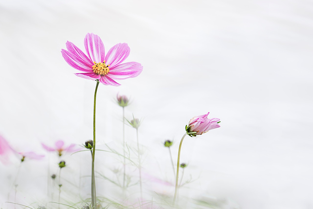 HBM4 메모리 동향